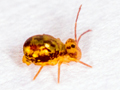 Dicyrtomina saundersi